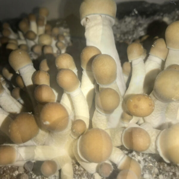 Penis Envy – Legendary Potency, Profound Experience